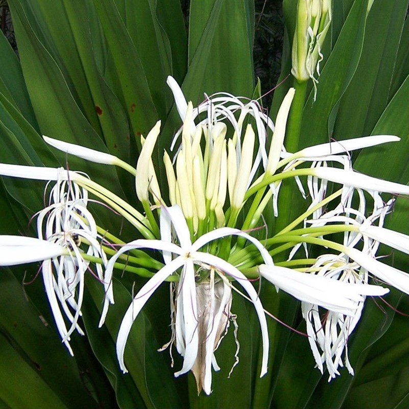 cây đại tướng quân